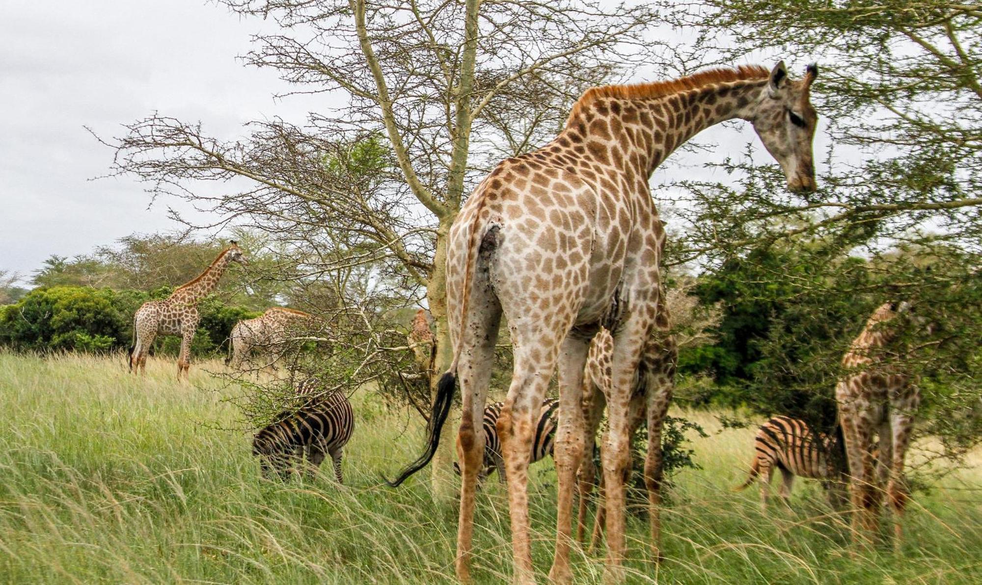 Готель Sleepover Kruger Gate Скукуза Екстер'єр фото